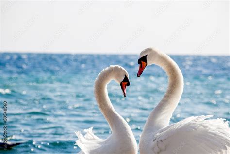 Swan couple Stock Photo | Adobe Stock