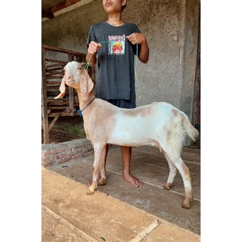 Jual Kambing Dan Domba Biang Untuk Aqiqah Qurban Dan Pelihara Sedia