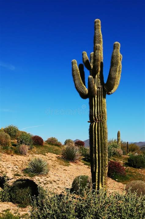 Cactus Del Deserto Fotografia Stock Immagine Di Sudoccidentale 4533290