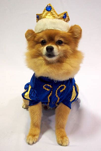 650+ Pomeranian Costumes Stock Photos, Pictures & Royalty-Free Images - iStock