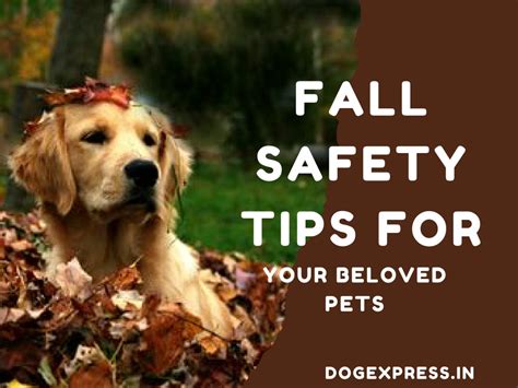 PPT Fall Safety Tips For Your Beloved Pets PowerPoint Presentation