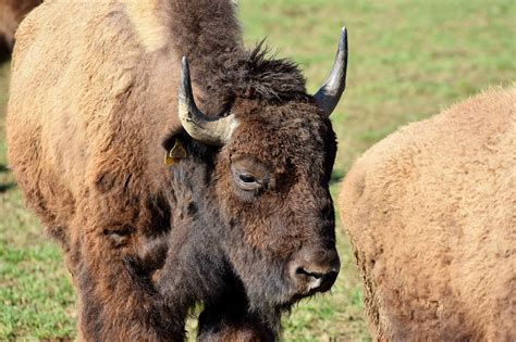 40 Kostenlose Bison Head Und Bison Bilder Pixabay