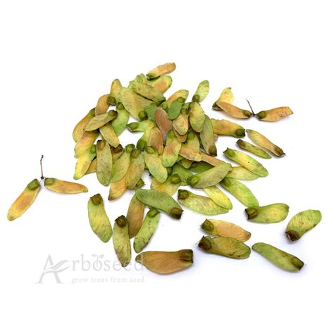 Japanese Maple Acer Palmatum Seeds
