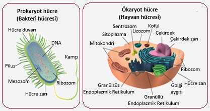 Hücre Zarının Yapısı Görevleri ve Özellikleri Hücre 2 Biyoloji Konu