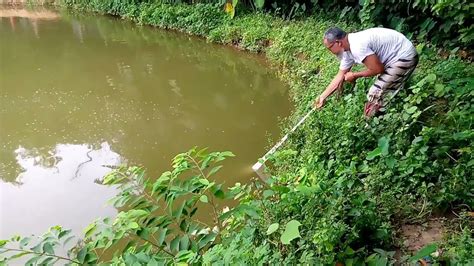 তৌরা জাল দিয়ে পুকুর থেকে মাছ ধরার সেই মজা মাছ ধরার ভিডিও Big Net