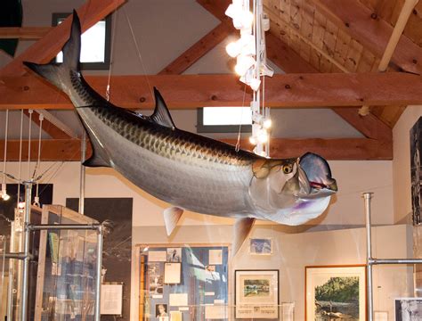 World Record Tarpon - American Museum Of Fly Fishing