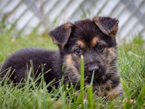 7 Week Old German Shepherd What You Need To Know