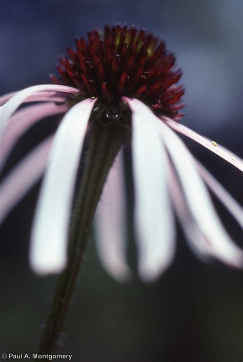 Echinacea Sanguinea Native Plant Society Of Texas