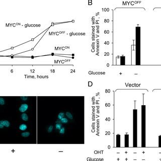 Glutamine Deprivation Induces Apoptosis Through The Intrinsic Pathway