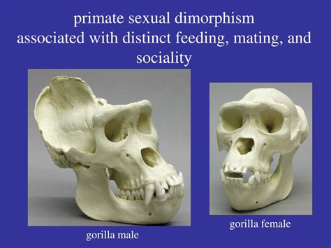 Ppt Integrated Different Disciplines To Study Human Evolution