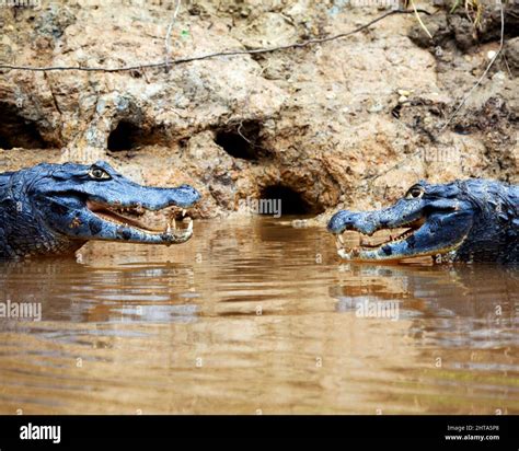 Closeup side on portrait of two Black Caiman (Melanosuchus niger ...