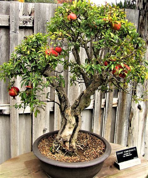 The Best Container Fruit Trees For Your Patio