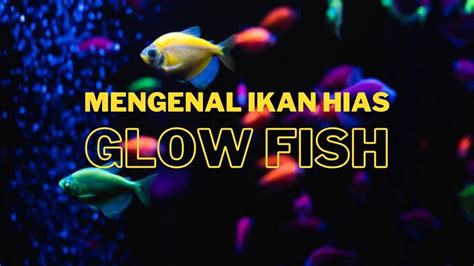 Mengenal Ikan Hias Glow Fish Warna Warni Cantik Di Akuarium