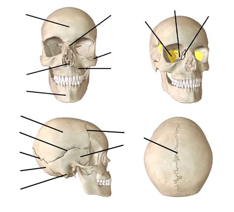 The Bone Of The Skull Flashcards Quizlet