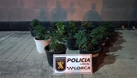 Tres Detenidos En Lorca Por Cultivo De Marihuana Y Defraudación De Fluido Eléctrico La Actualidad