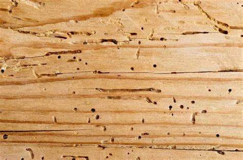 Damaged Hardwood Floors Speedy Fixes For Termites