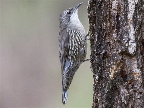 White Throated Treecreeper Ebird