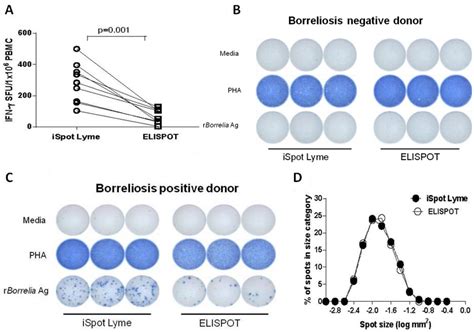 Cells Free Full Text An Enhanced ELISPOT Assay For Sensitive