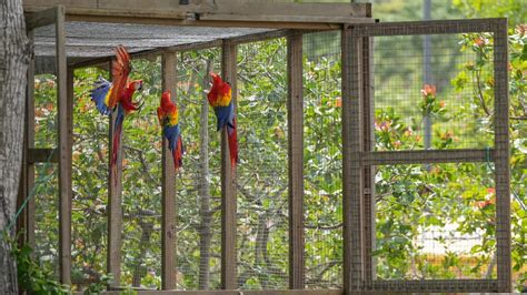 Diez Guacamayas Rojas Son Liberadas Por Programa De Reproducción En Copán Ruinas Eldiario Hn