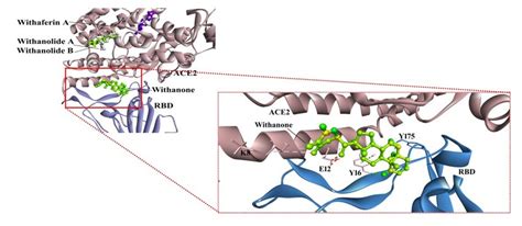 Binding Poses Of Withanolides From W Somnifera In Ace2 Rbd Complex