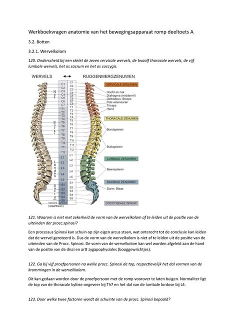 Werkboekvragen Anatomie Van Het Bewegingsapparaat Romp Deeltoets A