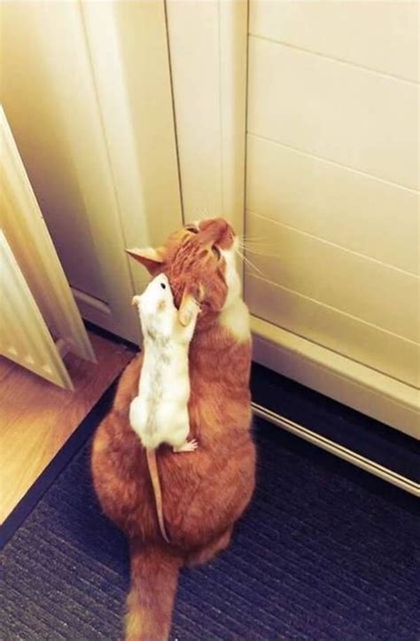 19 Cat And Mouse Friends Examples That Will Make You Believe In Love Again