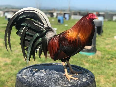 Yellow Leg Hatch Albany Cayden James Farm