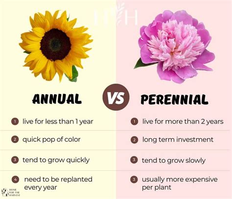 Annual Vs Perennial Plants Understanding The Differences