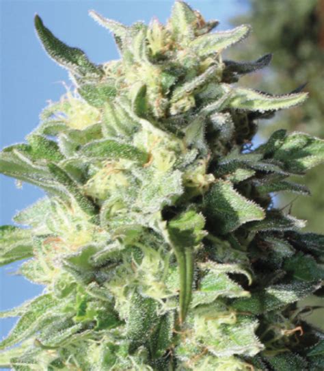 BANANA MANGO CANNABIS SEEDS - Cannabis Seeds | Humboldt Seed Company