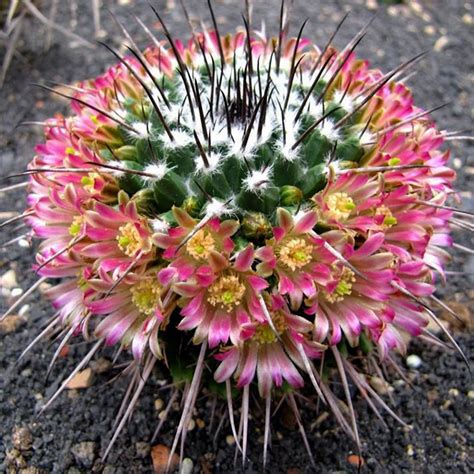 Mammillaria Carnea Comprar En Suculentas Dzityá