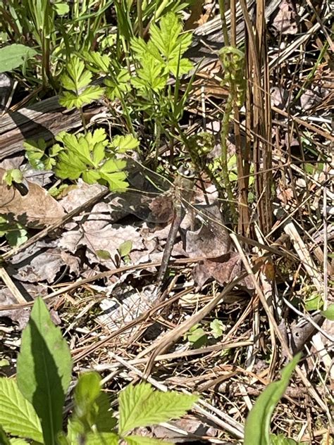 Common Green Darner From Chittenden County Us Vt Us On May At