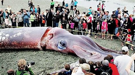 What Is The Biggest Animal In The World : Ocean Giants: 15 Of The ...