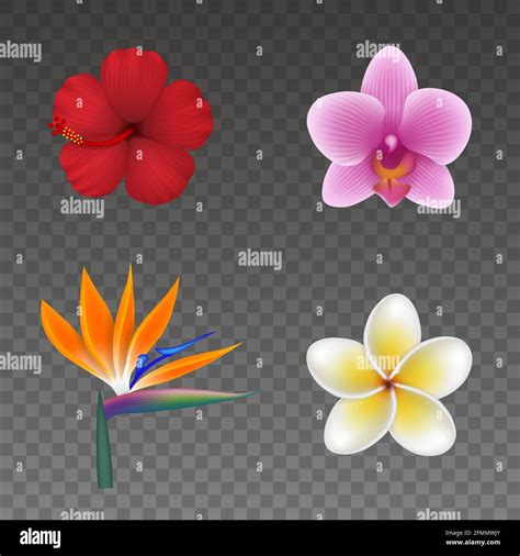 Set of isolated tropical flowers. colorful exotic flowers for summer ...