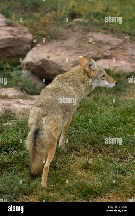 Sly Coyote Hi Res Stock Photography And Images Alamy