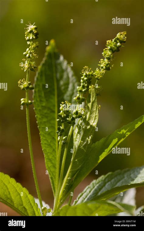 Dog S Mercury Mercurialis Perennis In Flower In Ancient Coppice