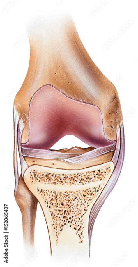 A Normal Human Knee Shown Are The Femur Medial Capsular Ligament