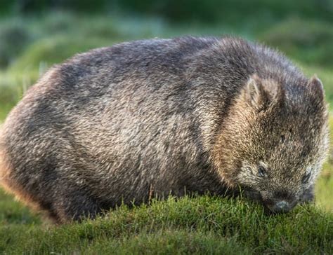 14 Wonderful Wombat Facts About The Unique Marsupial