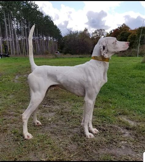 English Pointer Puppies - Bawl of Fire Kennels