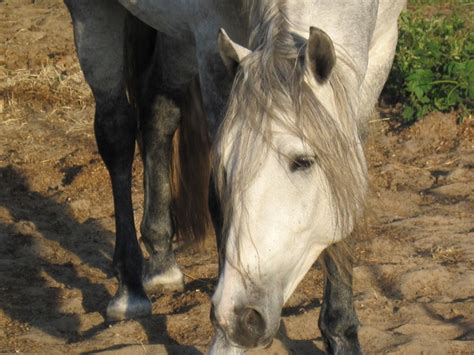 Friesianswedish Warmblood Cross Horses Friesian Friesian Horse