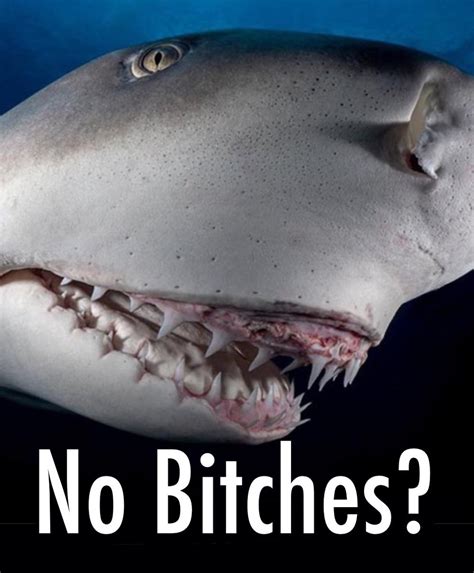 Sharkies Otd On Twitter Some Shark Reactions To Make Your Day