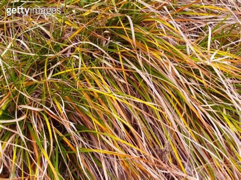 Amazing Colorful View Of Grass In The Forest Close Up Autumn Bright Multi Colored Grass