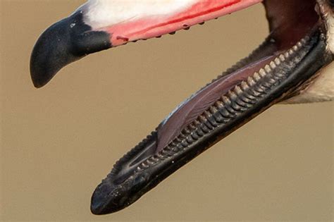 Do Ducks Have Teeth Everything You Need To Know About Duck Teeth