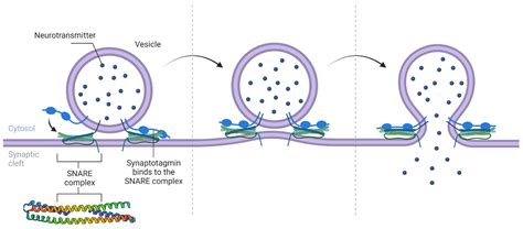 Biomolecules Free Full Text A Frame By Frame Glance At Membrane