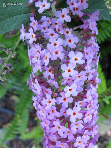 Buddleja davidii, Butterfly Bush