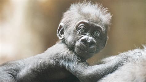 Cleveland Metroparks Zoo reveals name of baby gorilla is Kayembe | wkyc.com