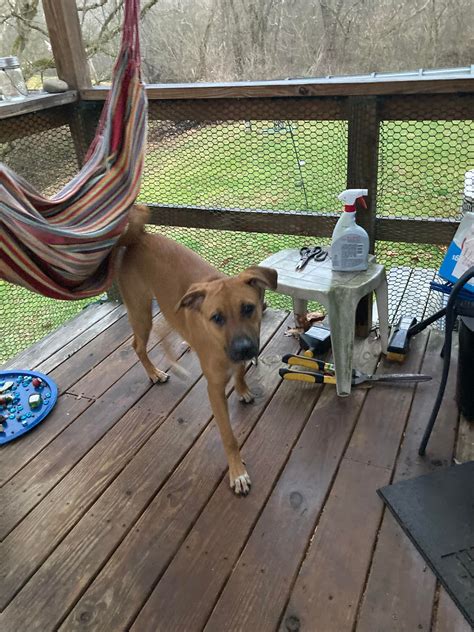 Volunteers are flocking to cabell wayne animal shelter to help 5