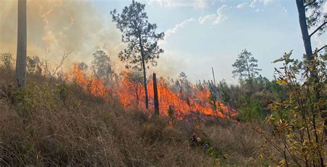 Casi Dos Mil Incendios Forestales Afectan A Honduras En Lo Que Va Del