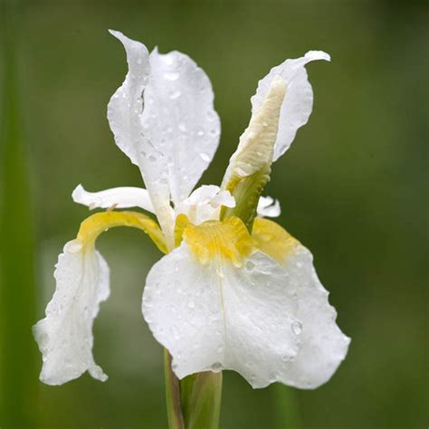 Iris sibirica 'White Swirl' (Siberian Iris)