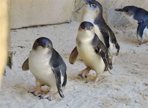 Australian Penguins photo by John Jeffries. | Nature, Plant life, Photo