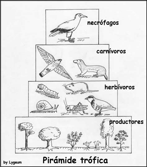 Imagenes Para Colorear De La Cadena Alimenticia Imagui